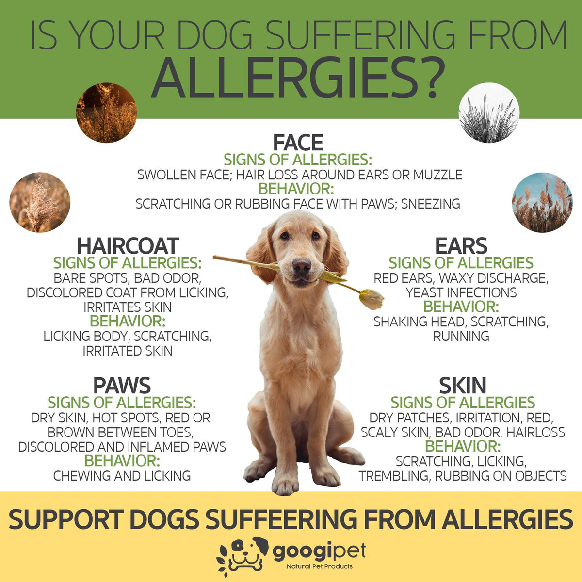 Allergy & Immune Support Chews for Dogs (Coconut & Carob Flavor)